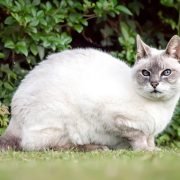 Salmonellen von Katzen auf den Menschen übertragbar