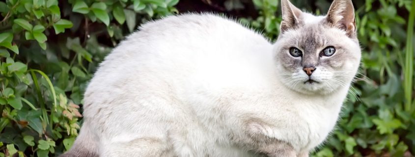 Salmonellen von Katzen auf den Menschen übertragbar