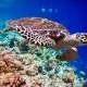 Schildkröte rettet im Alleingang seine Spezies