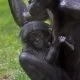 Schimpansen erkennen Artgenossen am Hintern