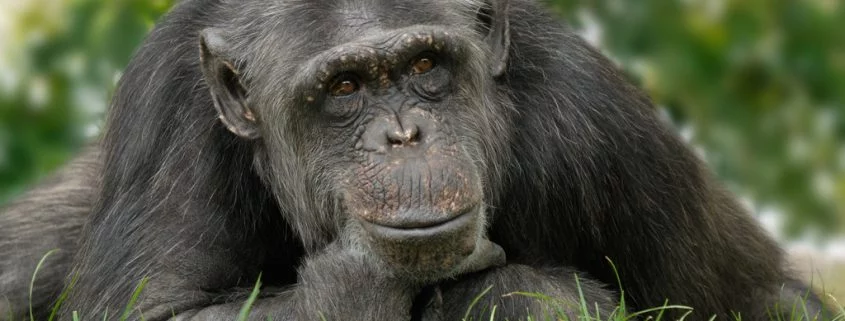 Schimpansen können "Schere, Stein, Papier" spielen