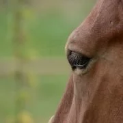 Schlafforschung bei Pferden