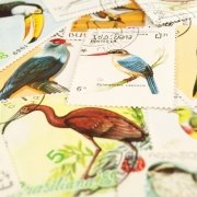 Schlange rottet 10 Vogelarten aus