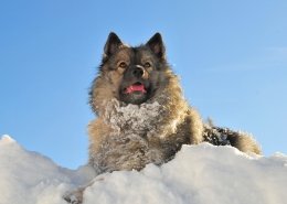 Schnee-Gastritis beim Hund