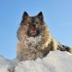 Schnee-Gastritis beim Hund