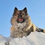 Wie schädlich ist Schneefressen für Hunde?