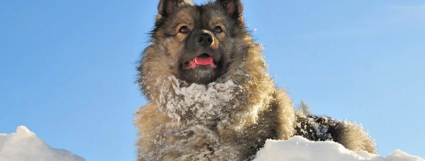 Wie schädlich ist Schneefressen für Hunde?