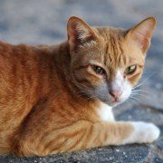 Wie behandelt man Schnupfen bei Katzen?