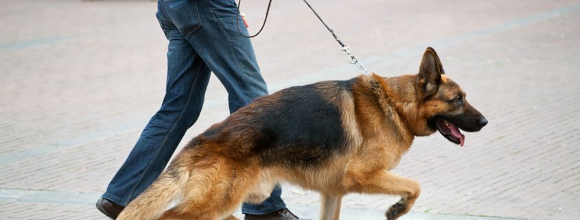 Die schwerwiegenden Folgen der Überzüchtung