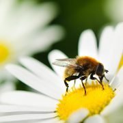 Selbst fleißige Bienchen passen ihre Leistung den Umständen an