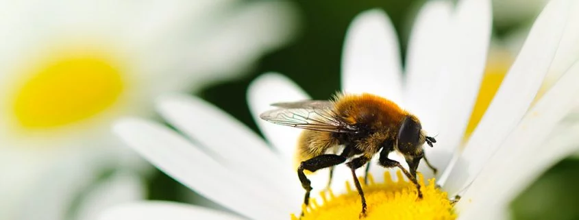 Selbst fleißige Bienchen passen ihre Leistung den Umständen an