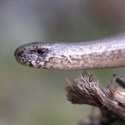 Sind Schlangen wirklich so gefährlich?