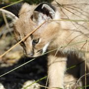 Sind Zoos Schuld an invasiven Arten in Deutschland?