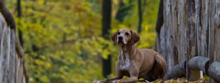 So beschwichtigen Hunde