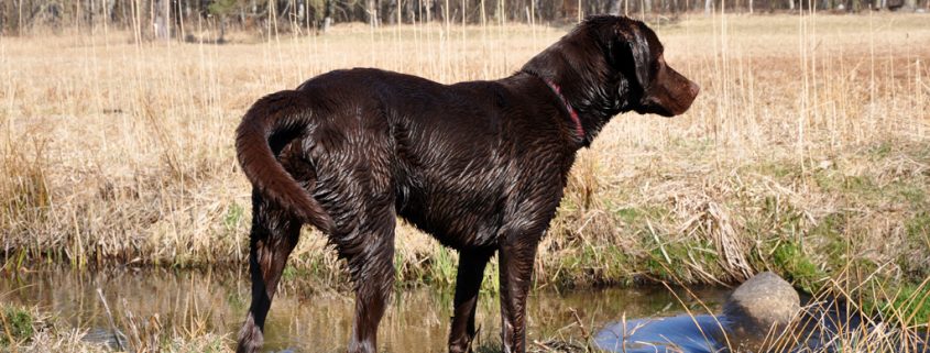 So erziehst Du Deinen Labrador