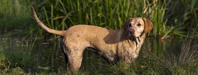 So wird der Hund fit für die Jagd