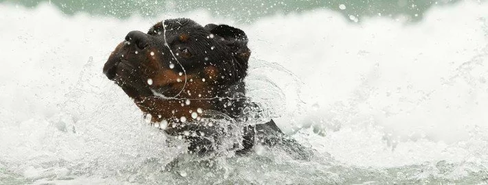 Sollte man Hunde waschen?