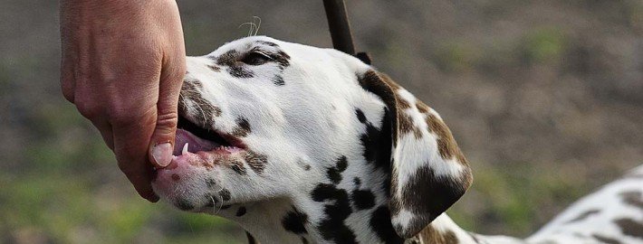 Sollte man mit dem Hund in die Hundeschule?