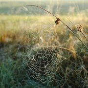 Spinnen vertilgen mehr Insekten, als Menschen Fleisch essen