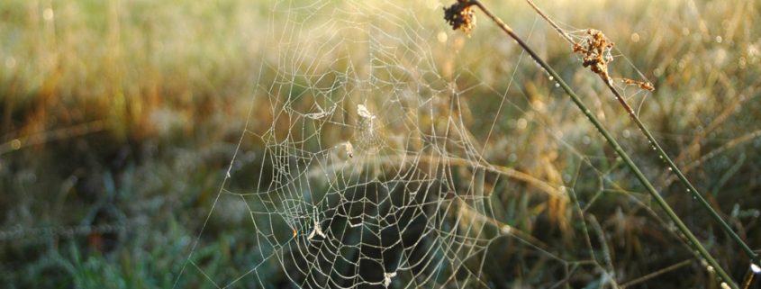 Spinnen vertilgen mehr Insekten, als Menschen Fleisch essen