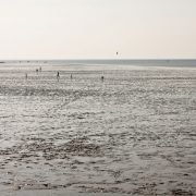 Warum stranden Delfine und Wale?