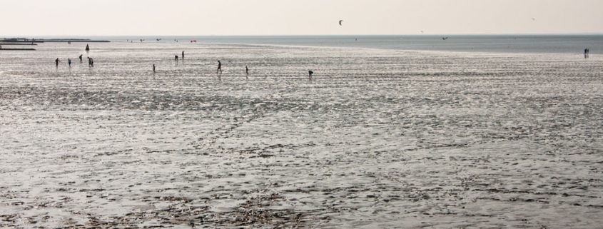 Warum stranden Delfine und Wale?