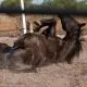 Stuntmen: Pferde in Filmen - Die Ausbildung