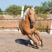 Stuntmen: Pferde in Filmen - Risiken und Gefahren