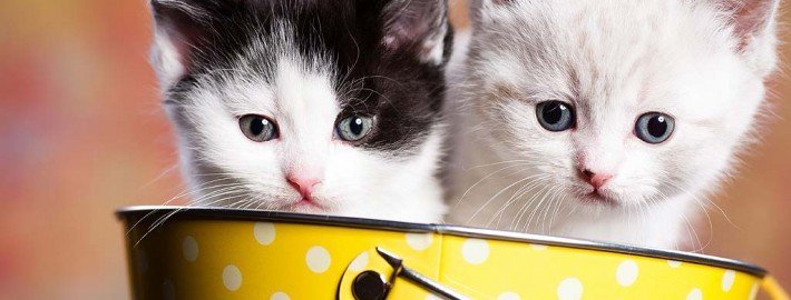 Süße Tierfotos erhöhen Konzentration