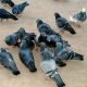 Warum sich Tauben beim Gefiederputzen helfen