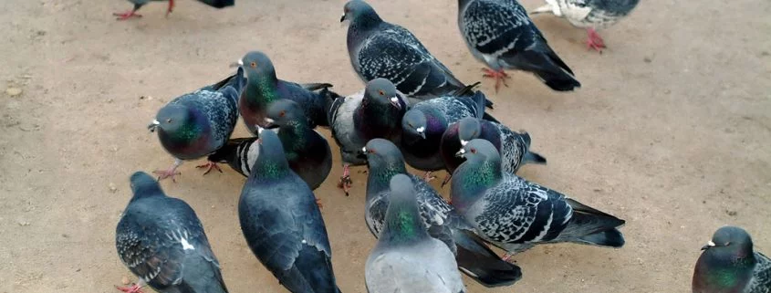 Warum sich Tauben beim Gefiederputzen helfen