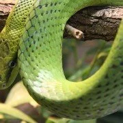 Terraristik für Schlangen