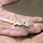 Terraristik für Echsen