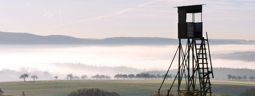 Thüringen: Neues Jagdgesetz schützt wildernde Katzen und Hunde