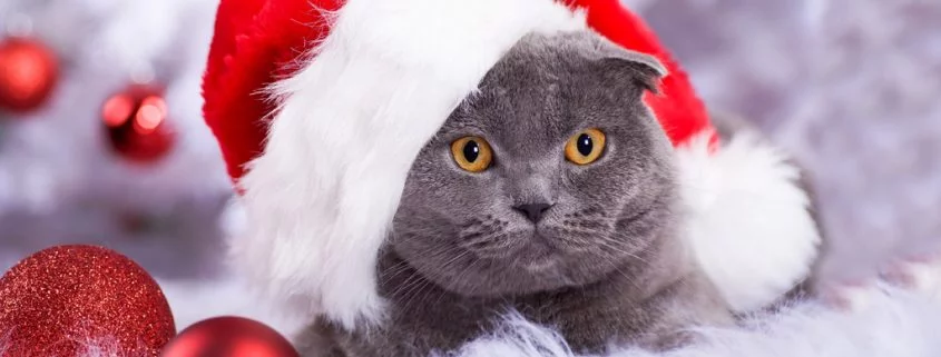 Ein Tier als Weihnachtsgeschenk -  Das solltest Du wissen