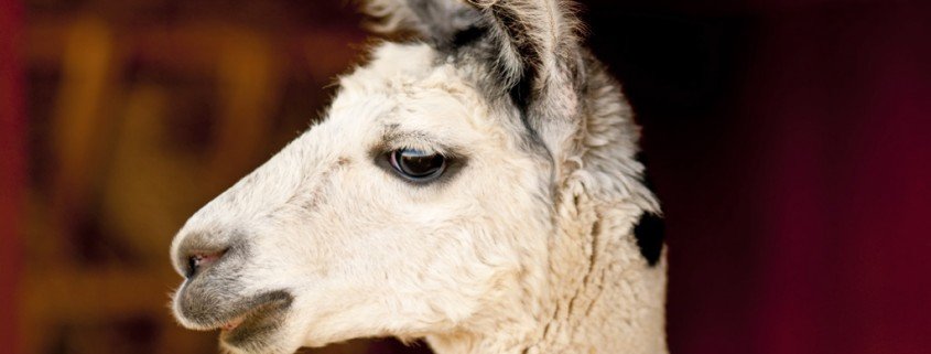 Tiere wirken sich positiv auf den Menschen aus