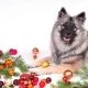 Tiergerechte Weihnachten