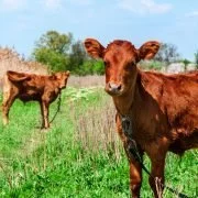 Tiergesundheit: Weidehaltung ist nicht immer besser als Laufstall