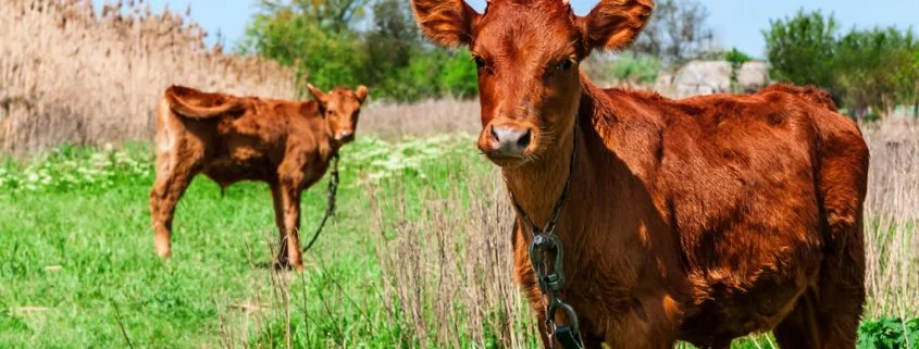 Tiergesundheit: Weidehaltung ist nicht immer besser als Laufstall