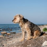 Tierheime registrieren Umdenken bei Tierbesitzern zur Urlaubszeit