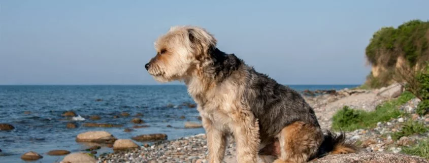 Tierheime registrieren Umdenken bei Tierbesitzern zur Urlaubszeit