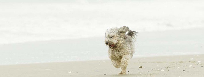 Tierkennzeichnung - Chips bei Hunden