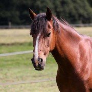 Tierquälerei oder Tradition - chipen bei Pferden