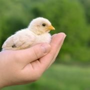 Tierquälereien häufen sich drastisch