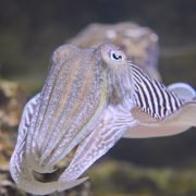 Tintenfische machen erfolgreichen Evolutionssprung