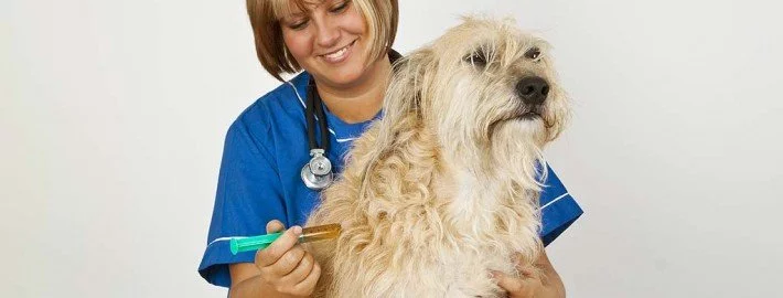 Tipps für die Tierarztsuche