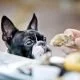 Tipps für einen ruhigen Restaurantbesuch mit Hund