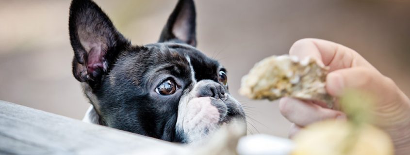 Tipps für einen ruhigen Restaurantbesuch mit Hund