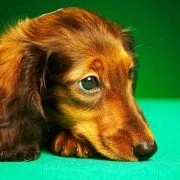 Todsünden bei der Hundeerziehung – fünf Gründe, warum der Hund nicht hört