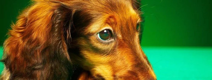Todsünden bei der Hundeerziehung – fünf Gründe, warum der Hund nicht hört